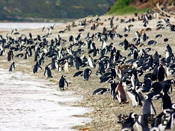 ushuaia-pinguinera.jpg