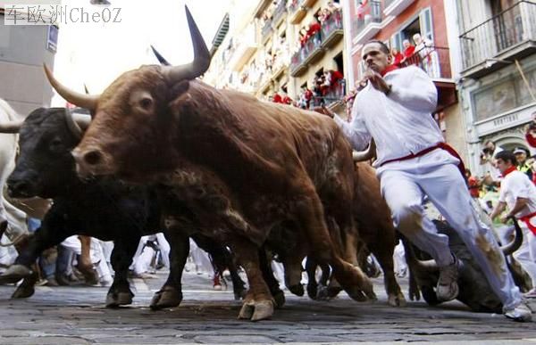 西班牙的奔牛.jpg