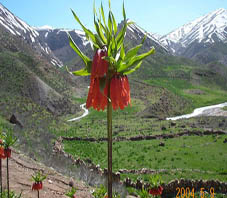 iran_golpayegan_flower.jpg