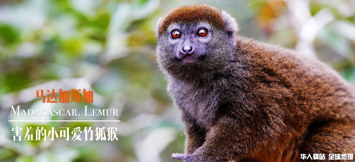 lemur-3.jpg