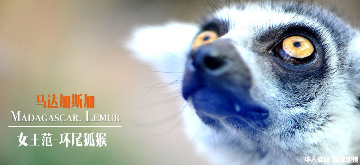 lemur-2.jpg