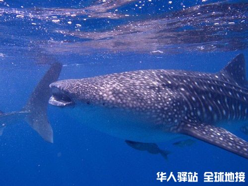 奥斯陆布鲸鲨.jpg