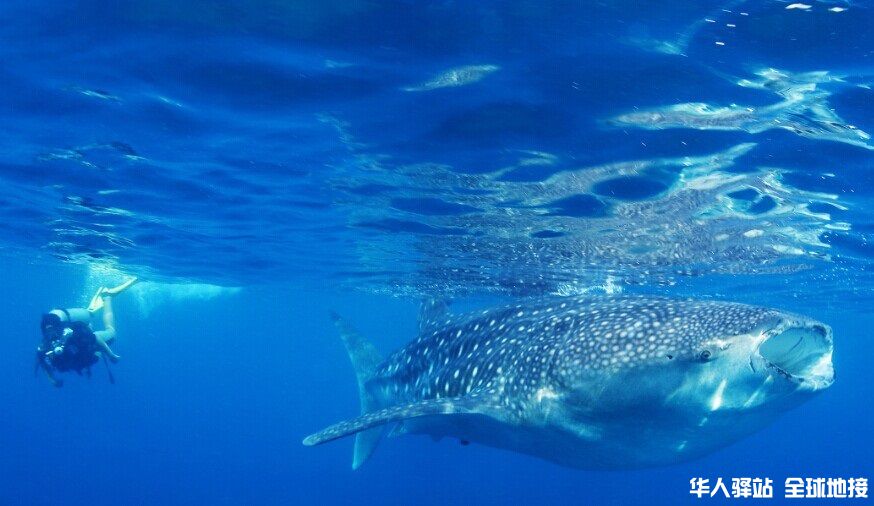 奥斯陆布鲸鲨2.jpg