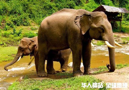 elephant-camp-500.jpg
