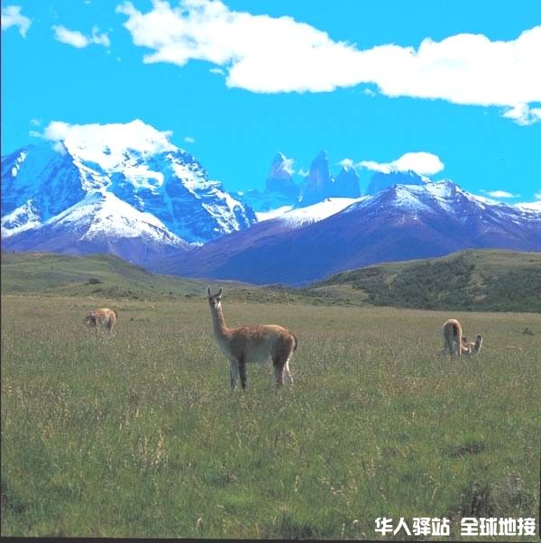 Guanacoes around Blue lake, Paine park.jpg