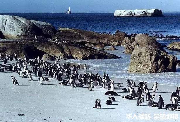 智利企鹅岛.jpg