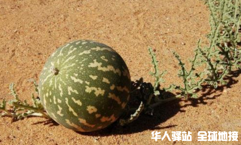 t014042a8a531cb7ca5.png