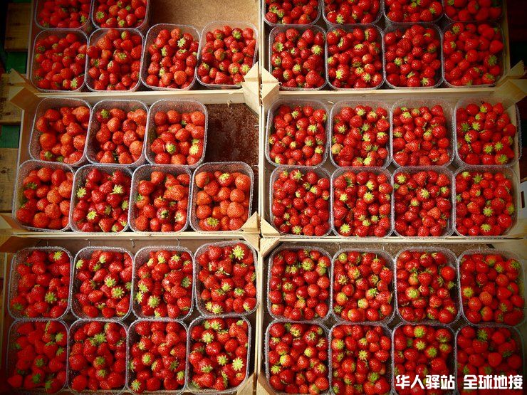netherlands-strawberry-season.jpg