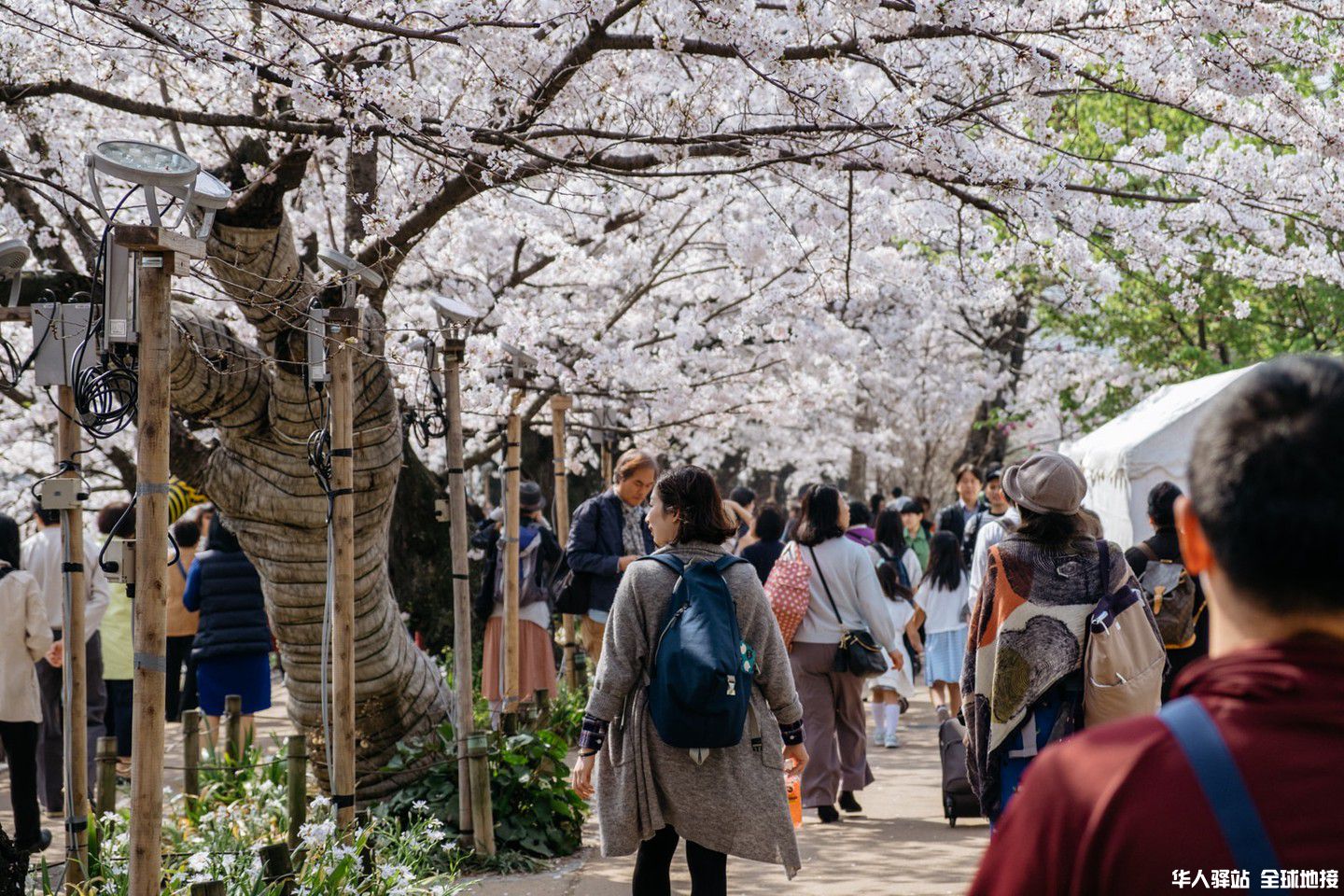 sctp0142-cherry-blossom-tokyo-japan-chidorigafuchi-quiapo00008.jpg