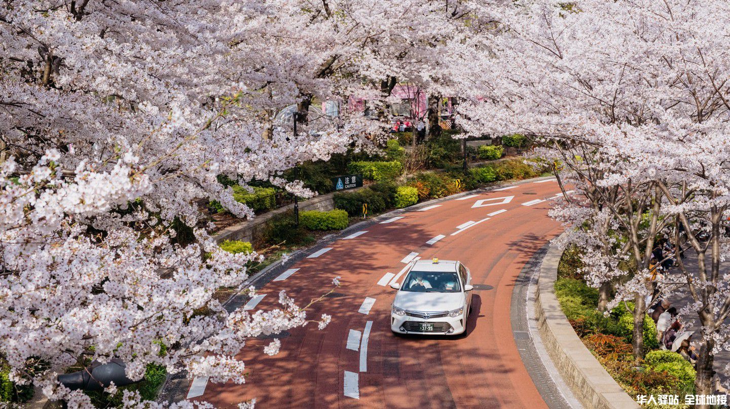 sctp0142-cherry-blossom-tokyo-japan-roppongi-sakurazakamidtown-quiapo00010.jpg