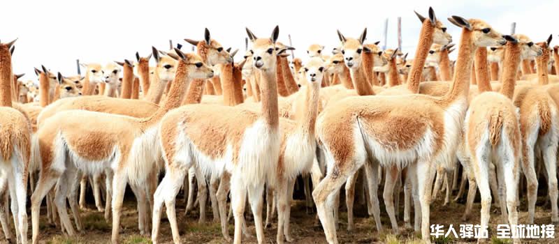 peruvian-llama-antibodies-could-help-beat-covid-19.jpg
