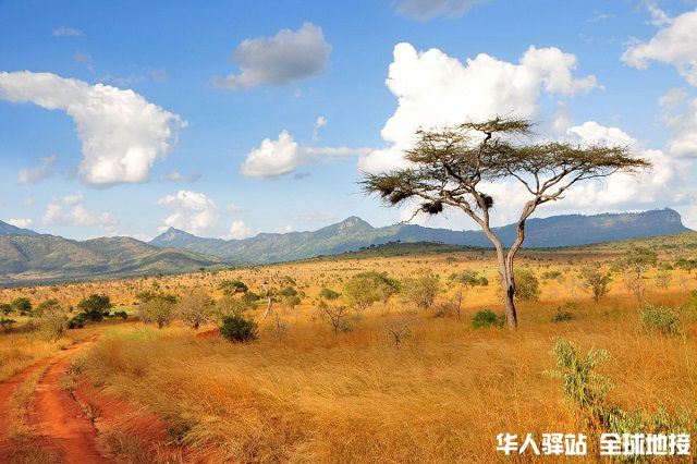 big_kenya_akazie-in-taita-hills_fotolia_22199035.jpg