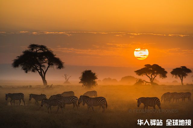 african_wildlife_photo_safaris_Amboseli-NP_Kenya_5102.jpg