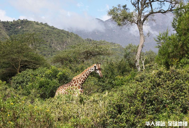 Arusha National Park giraffe.jpg
