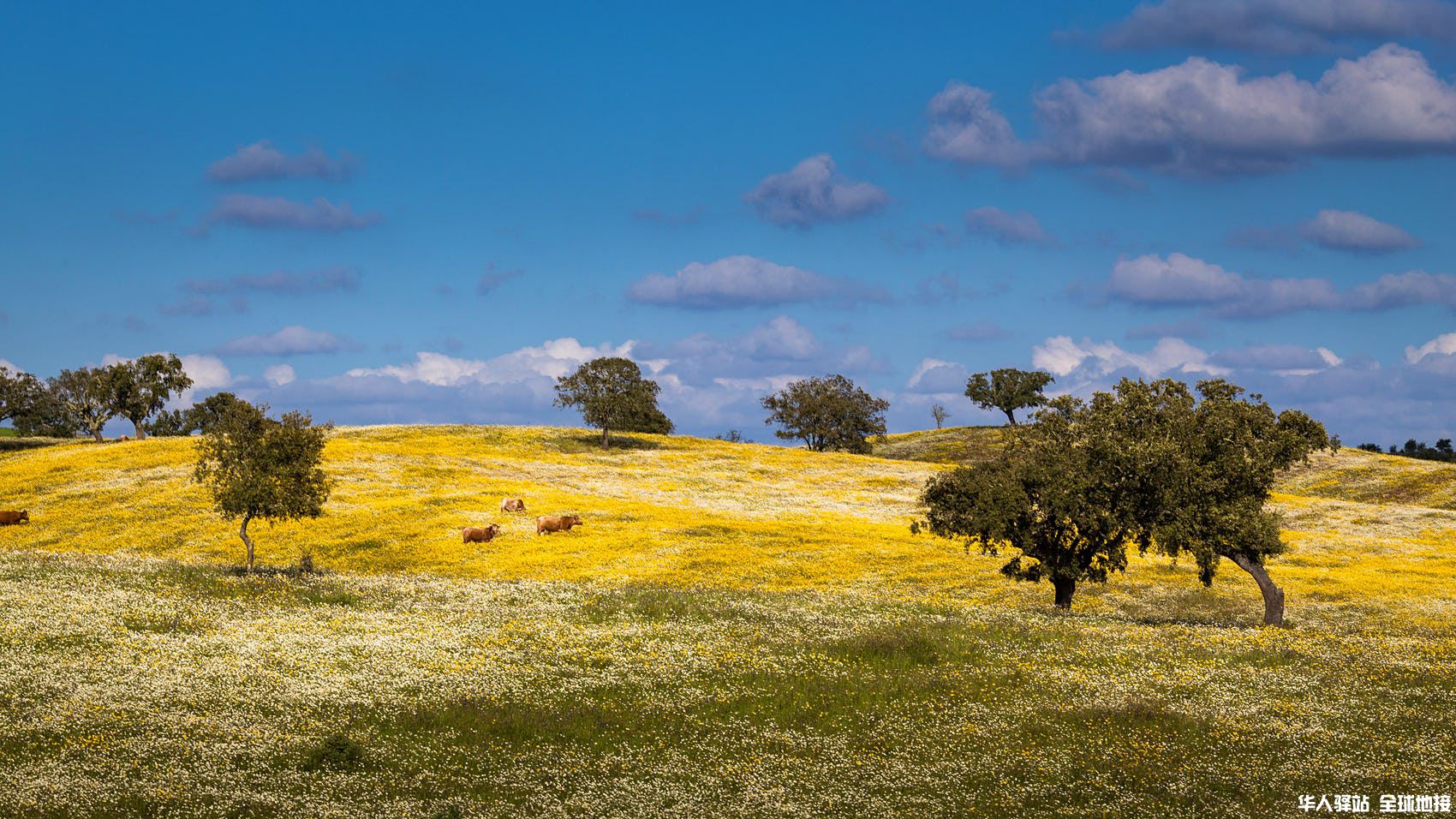 Landscape of alentejo with trees cows and flowers Tobias Weber FY0PP5 ALAMY rm.jpg
