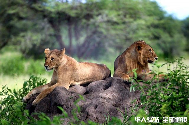 10-Days-Tanzania-Wildlife-Safarisadf.jpg