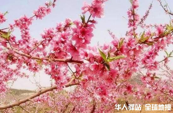 桃花.jpg