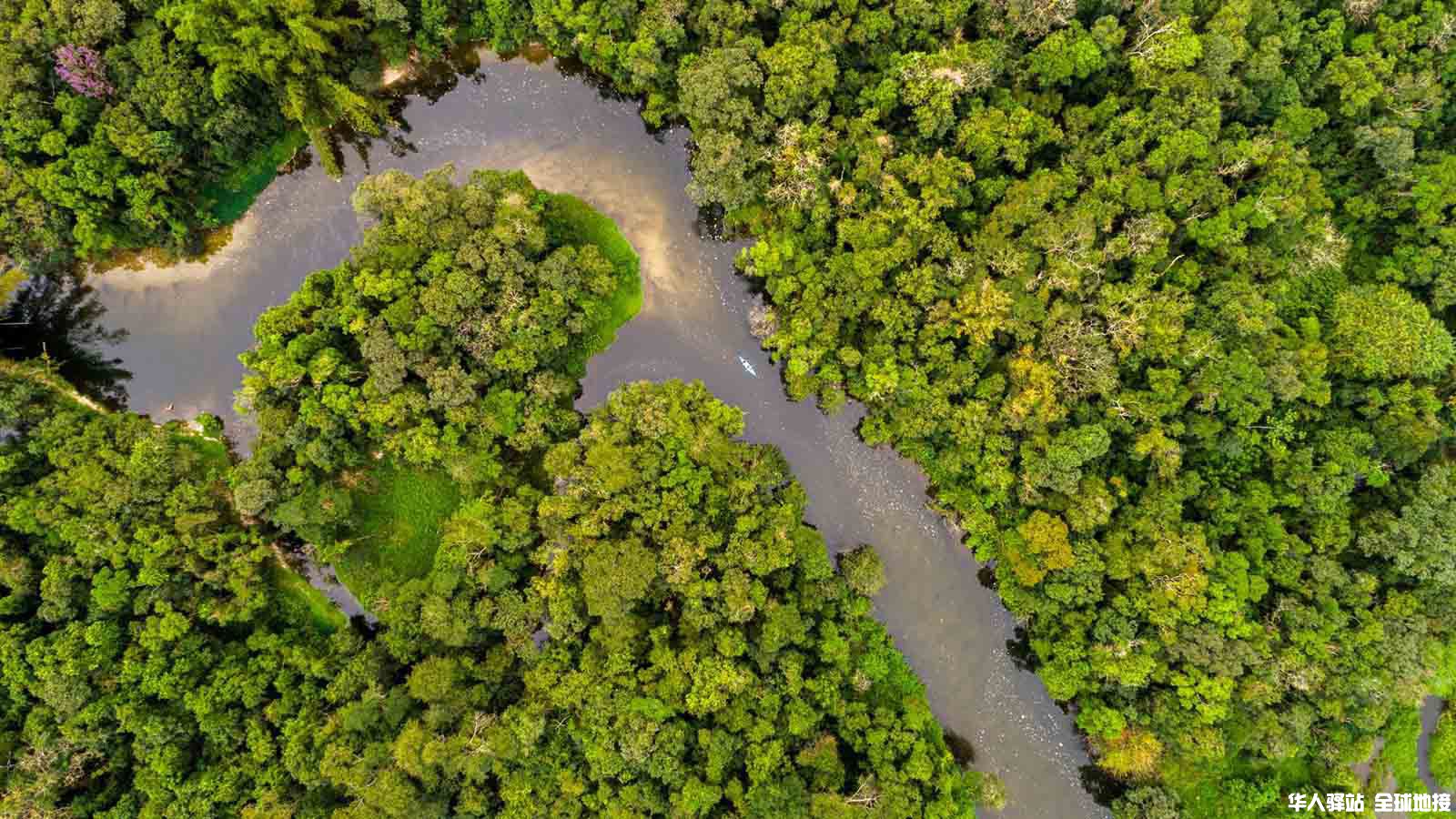 Amazon-rainforest.jpg