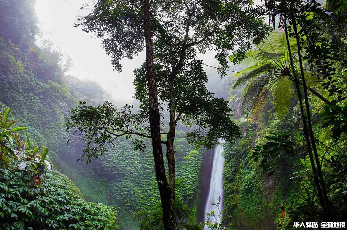amazon-rainforest.jpg