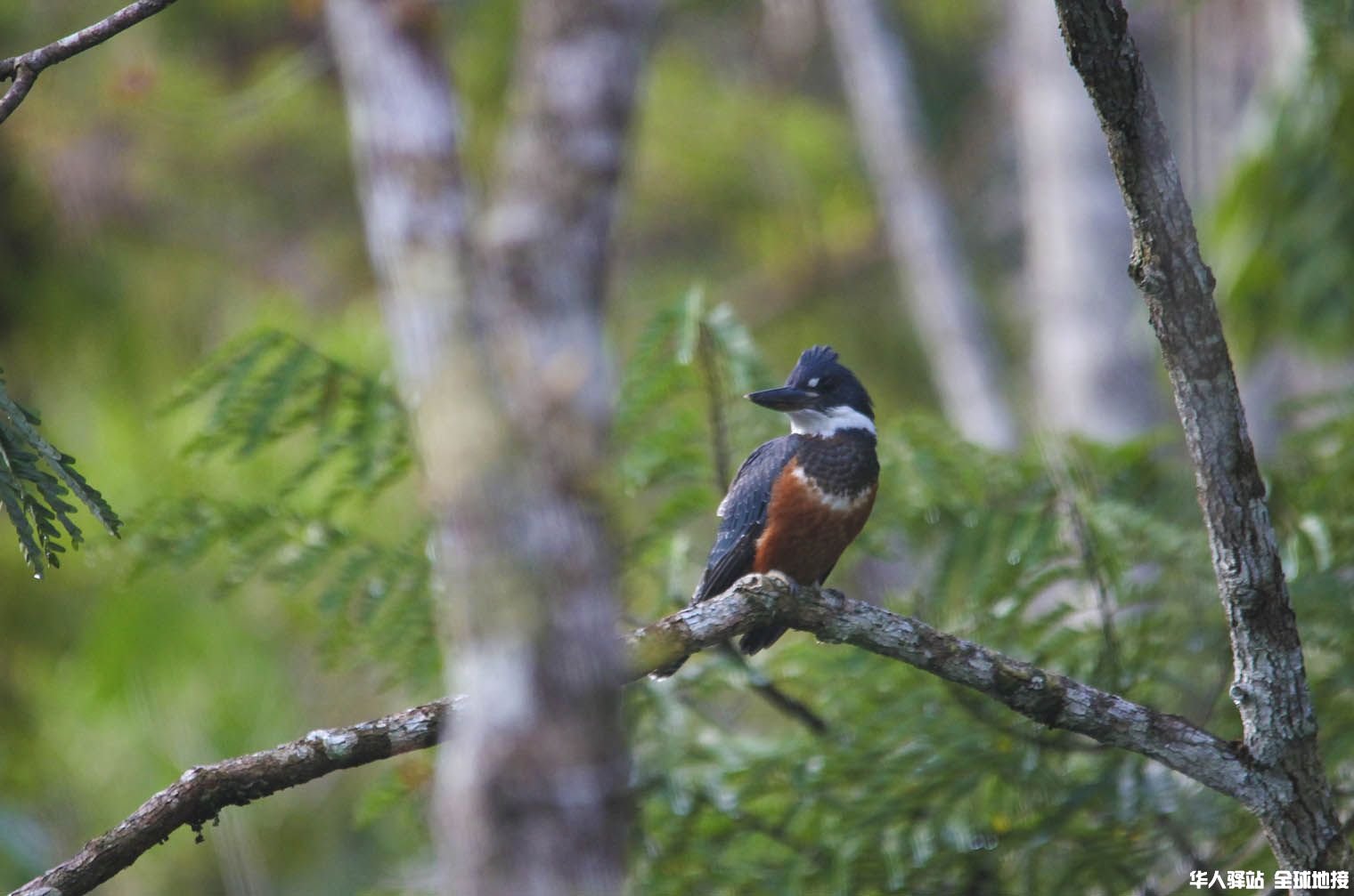 Amazon-Raindorest-Birds.jpg