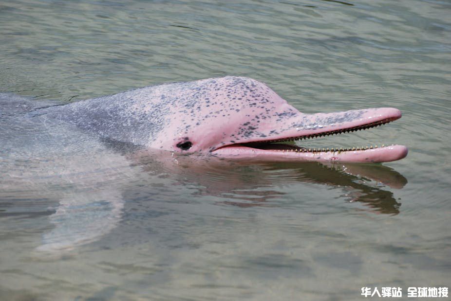 pink-dolphin.jpg
