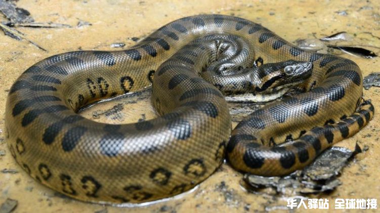 green-anaconda.jpg