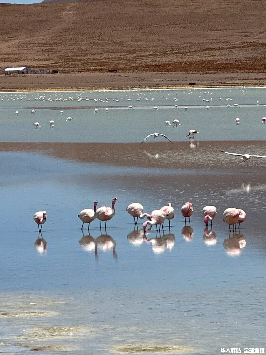 乌尤尼3天2夜攻略📝实现了火烈鸟自由🦩