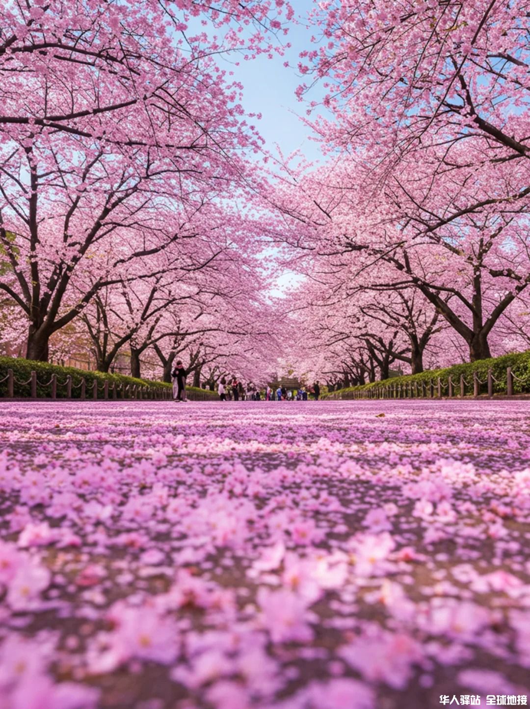 埼玉县秘密花园 _ 漫步20公里的樱花隧道_3_.jpg