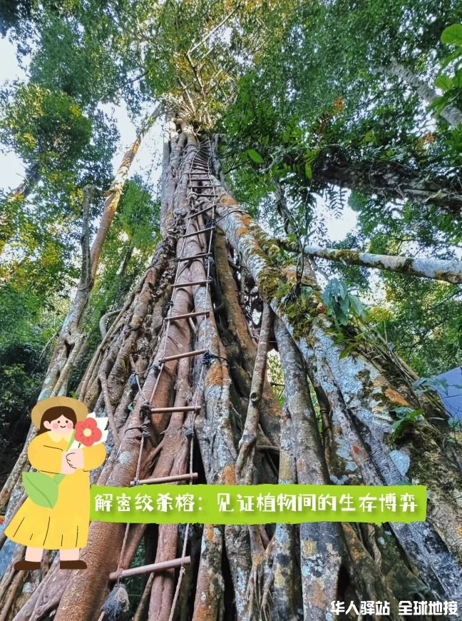 西双版纳研学｜把课堂搬进北纬21°热带雨林_1.jpg