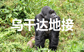 乌干达地接